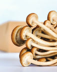 close up of the underside of yanagi matsutake mushrooms