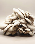 Grey Oysters