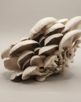 Grey Oysters
