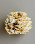 Golden Yellow Oysters