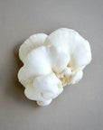 White Jade Oyster