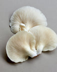 White Jade Oyster