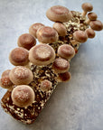 Shiitake Easy-Grow Log