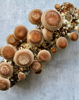 Shiitake Easy-Grow Log