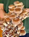 Shiitake Easy-Grow Log