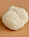 Lion's Mane