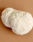 Lion's Mane