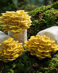 Golden Oyster Easy-Grow Log