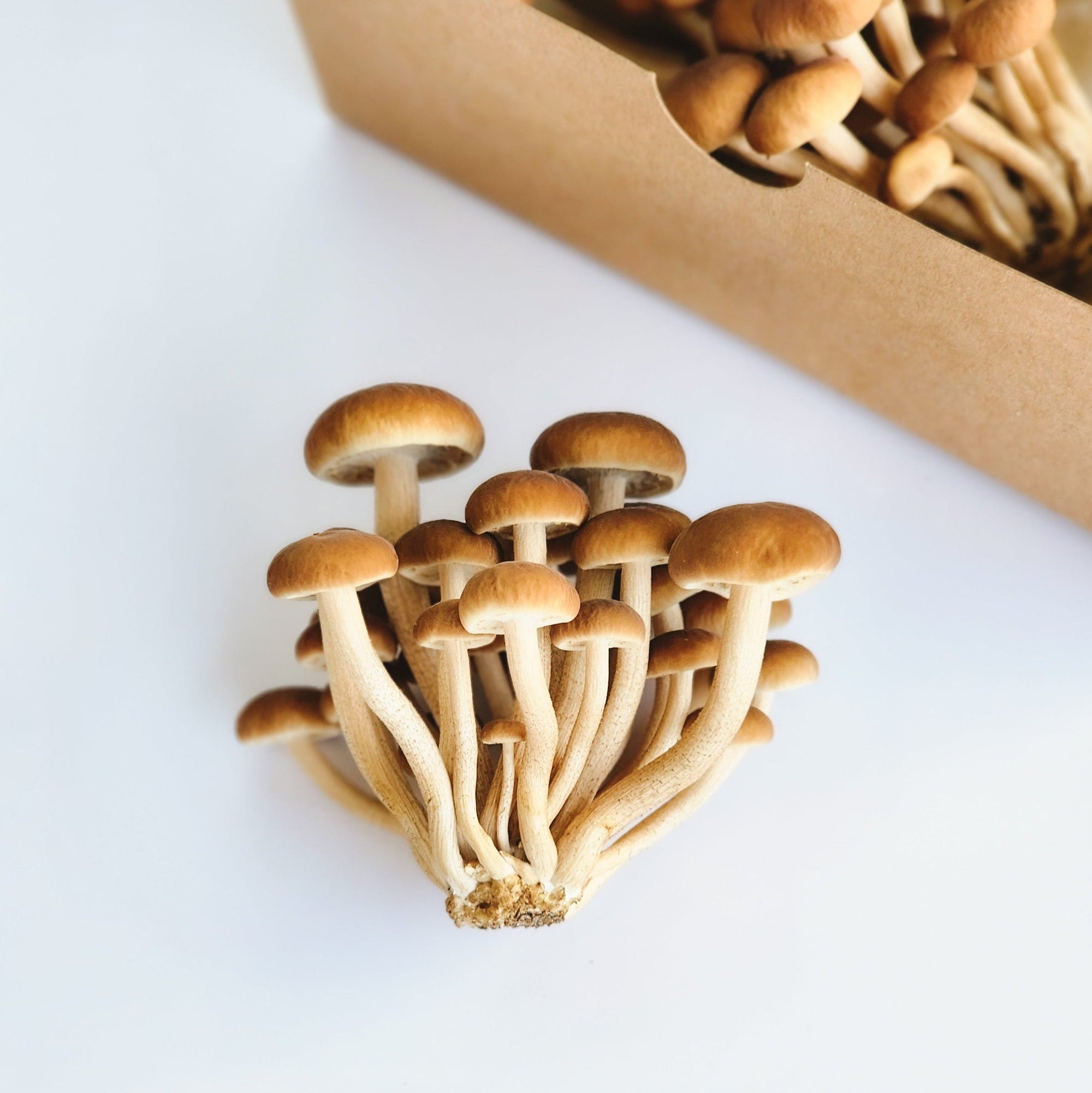 close up shot of a cluster of yanagi matsutake mushrooms