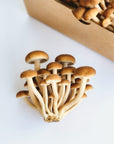 close up shot of a cluster of yanagi matsutake mushrooms