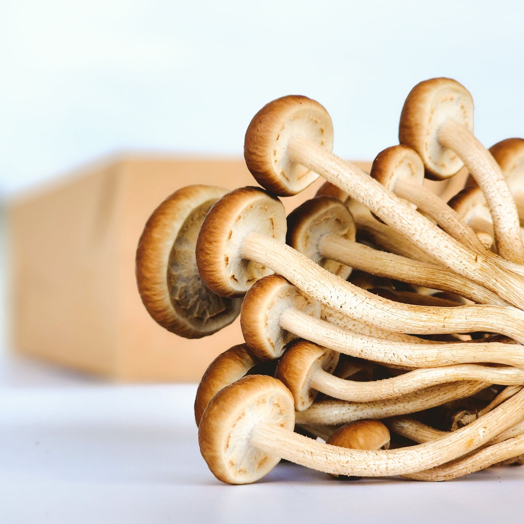 close up of the underside of yanagi matsutake mushrooms