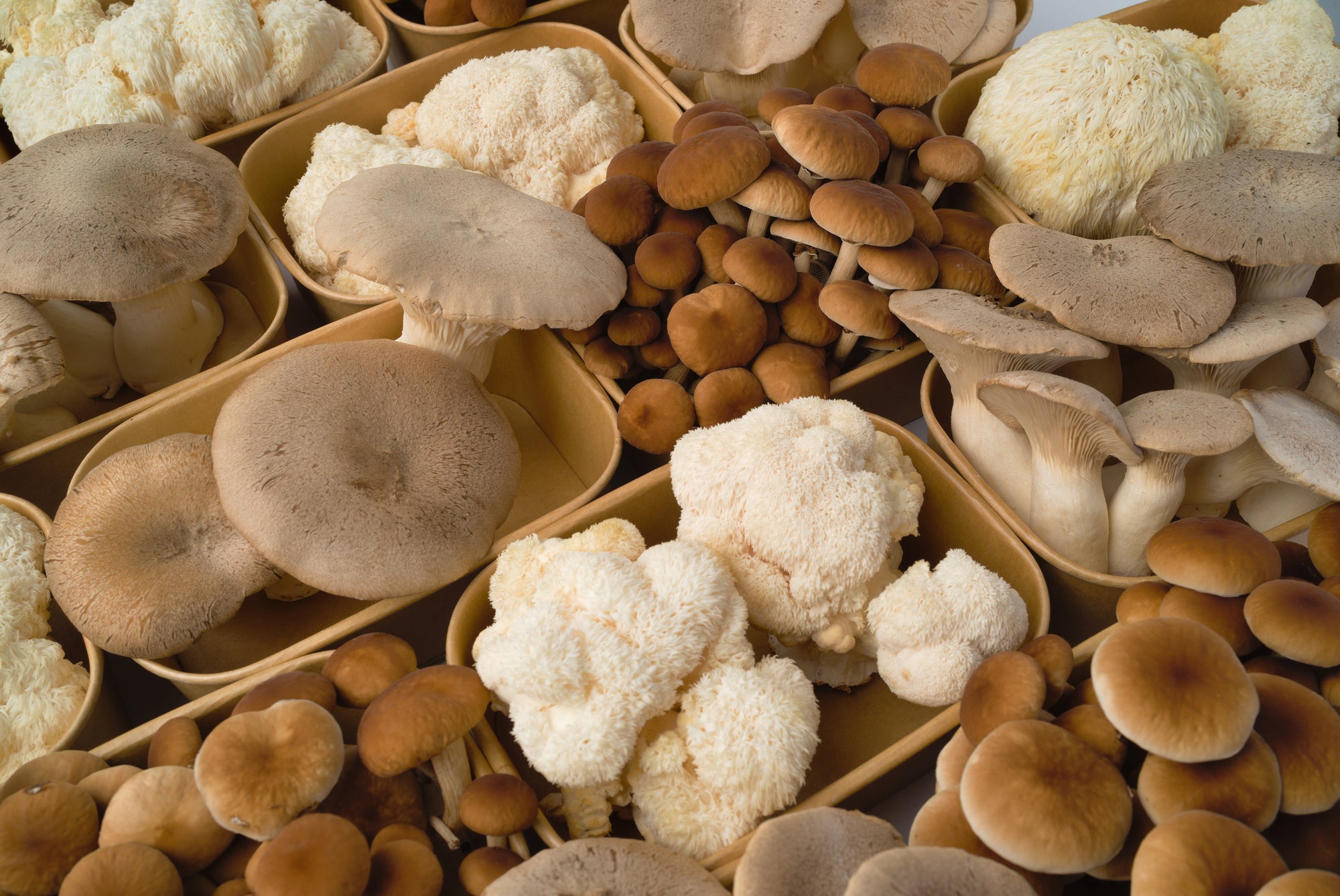 Close up of Lion's Mane mushrooms, Yanagi Matsutake and King trumpets in cardboard boxes