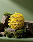 Golden Yellow Oysters