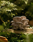Grey Oysters
