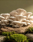 White Jade Oyster