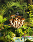 Yanagi Matsutake