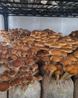 Cinnamon Cap